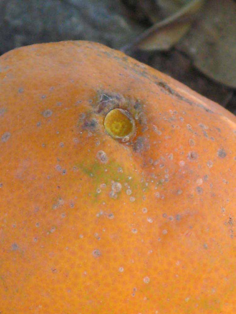            Fruit (Riverside, CA)   